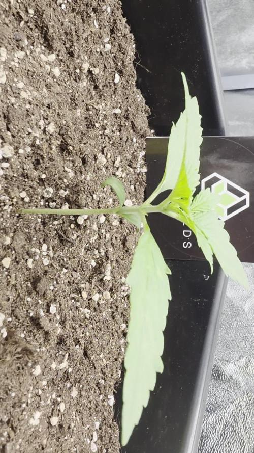 PURPLE LEMONADE AUTOSEEDS