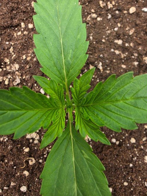 PURPLE LEMONADE AUTOSEEDS. Week 1