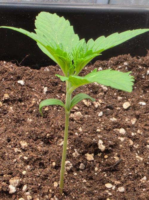 PURPLE LEMONADE AUTOSEEDS. Week 1