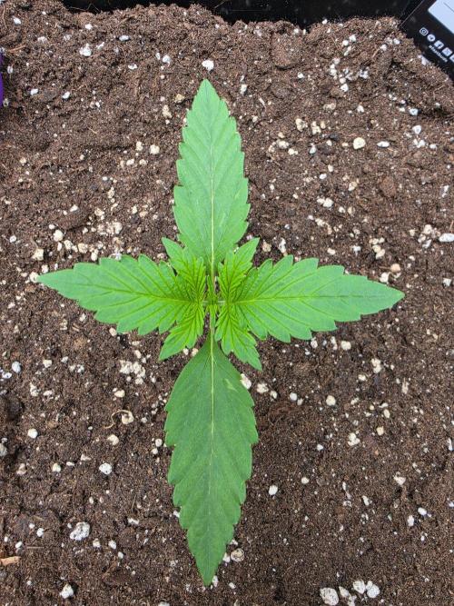 PURPLE LEMONADE AUTOSEEDS. Week 1