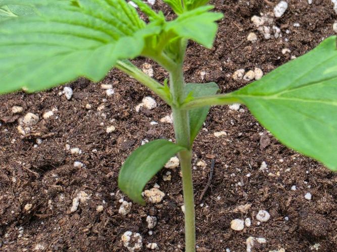 PURPLE LEMONADE AUTOSEEDS. Week 1
