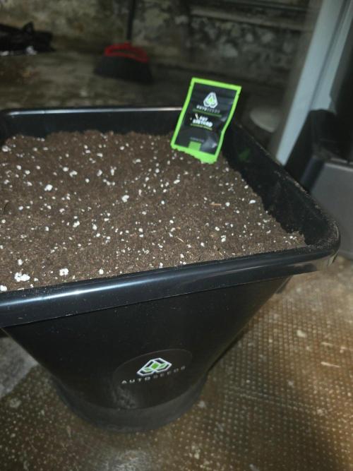 FAT BASTARD AUTO SEEDS  TRUMP. Week 1