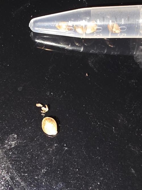 FAT BASTARD AUTO SEEDS  TRUMP. Week 1