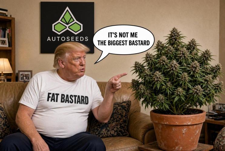 FAT BASTARD AUTO SEEDS  TRUMP. Week 1