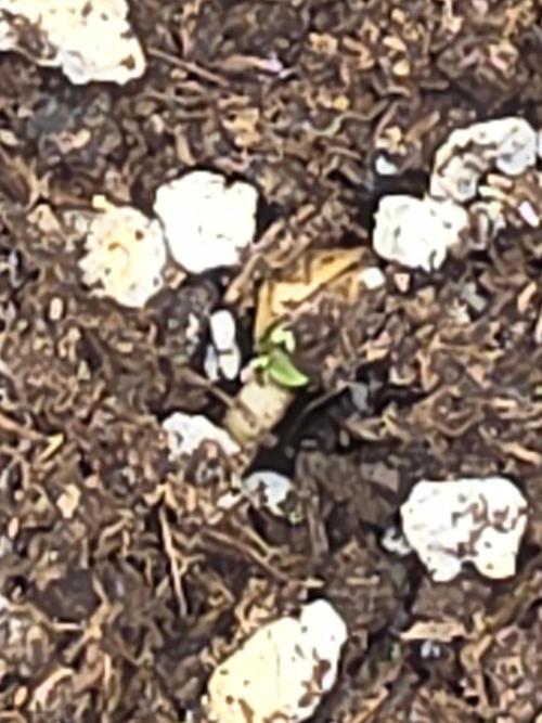FAT BASTARD AUTO SEEDS  TRUMP. Week 1