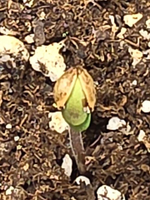 FAT BASTARD AUTO SEEDS  TRUMP. Week 1