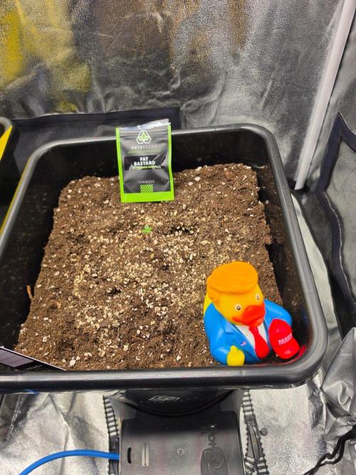 FAT BASTARD AUTO SEEDS  TRUMP. Week 1