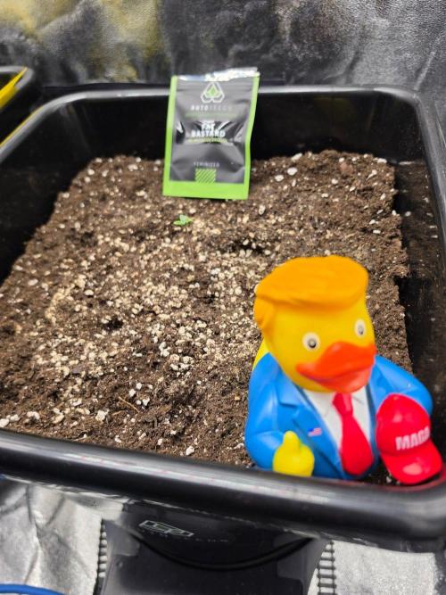 FAT BASTARD AUTO SEEDS  TRUMP. Week 1