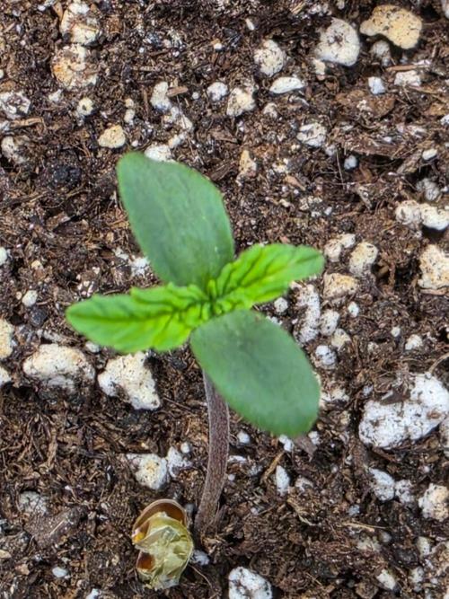 FAT BASTARD AUTO SEEDS  TRUMP. Week 1
