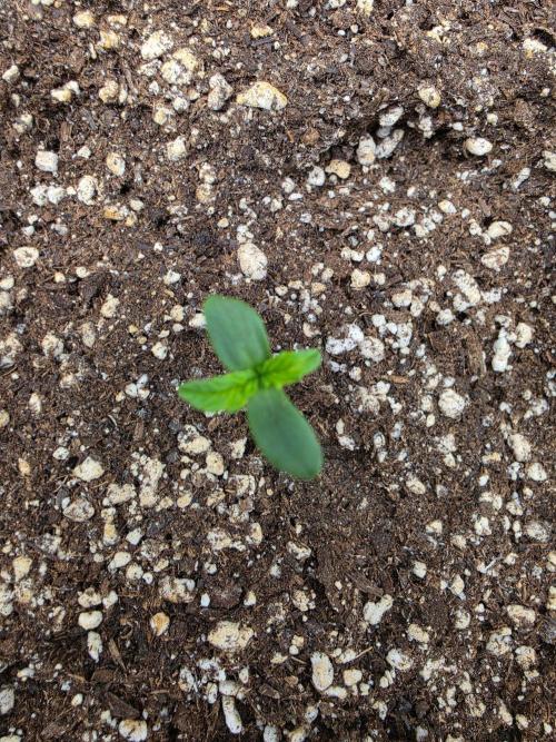 FAT BASTARD AUTO SEEDS  TRUMP. Week 1