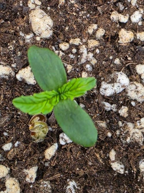 FAT BASTARD AUTO SEEDS  TRUMP. Week 1