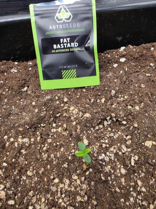 FAT BASTARD AUTO SEEDS  TRUMP. Week 1