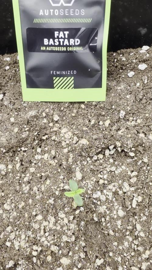FAT BASTARD AUTO SEEDS TRUMP