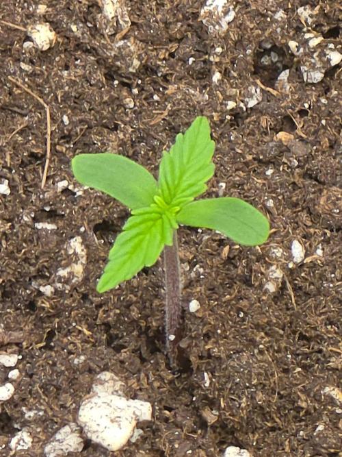 TRAINWRECK AUTO SEEDS. Week 1