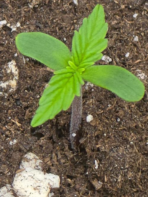 TRAINWRECK AUTO SEEDS. Week 1