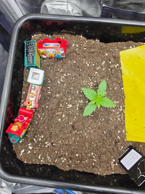 TRAINWRECK AUTO SEEDS. Week 1