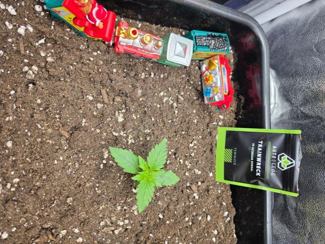 TRAINWRECK AUTO SEEDS. Week 1