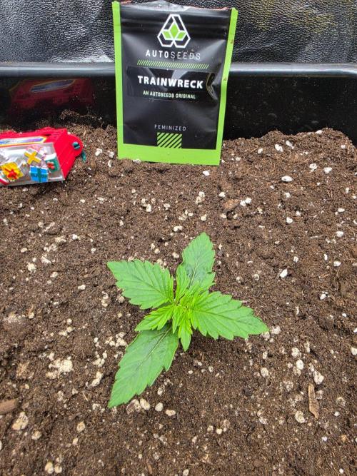 TRAINWRECK AUTO SEEDS. Week 1