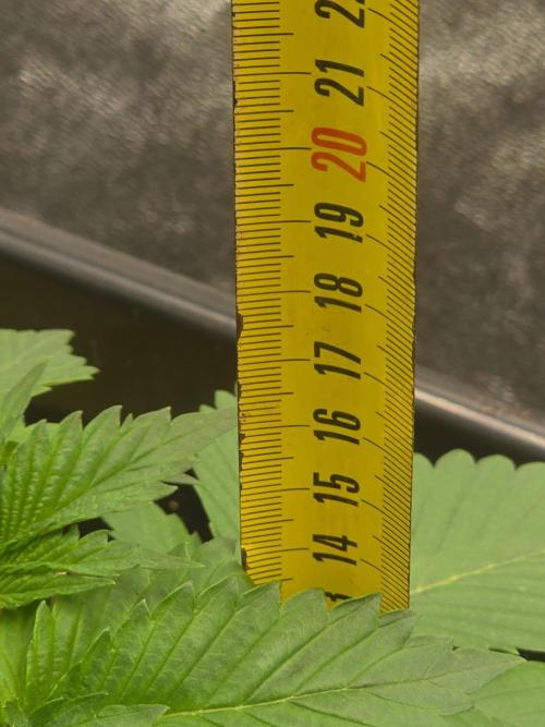 (EN) HOKUZAN WORLD BREEDERS BIOTABS. Week 2