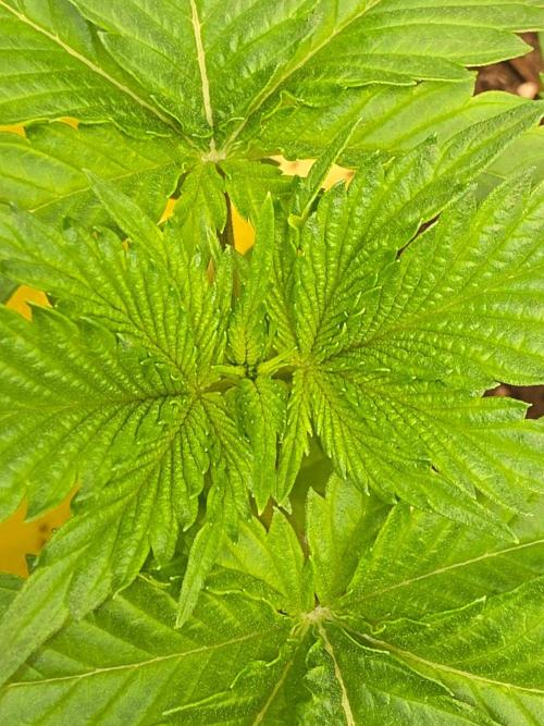 (EN) HOKUZAN WORLD BREEDERS BIOTABS. Week 2