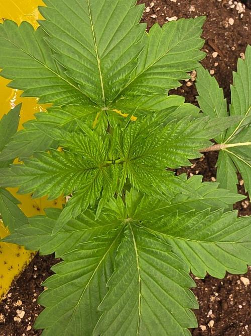 (EN) HOKUZAN WORLD BREEDERS BIOTABS. Week 2