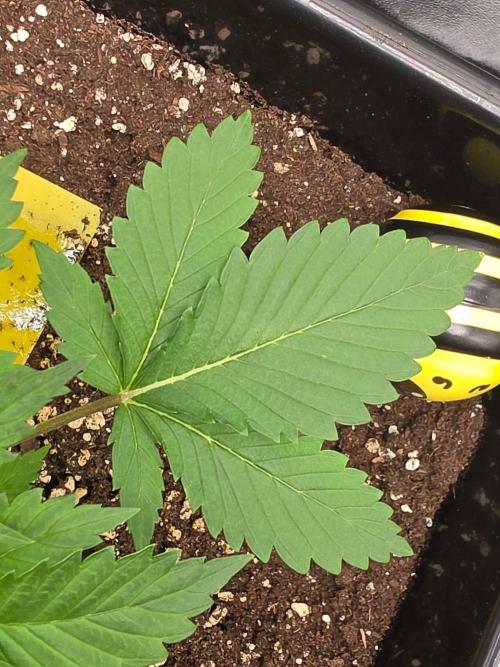 (EN) HOKUZAN WORLD BREEDERS BIOTABS. Week 2