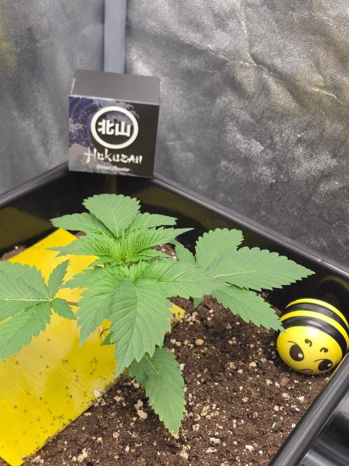 (EN) HOKUZAN WORLD BREEDERS BIOTABS. Week 2