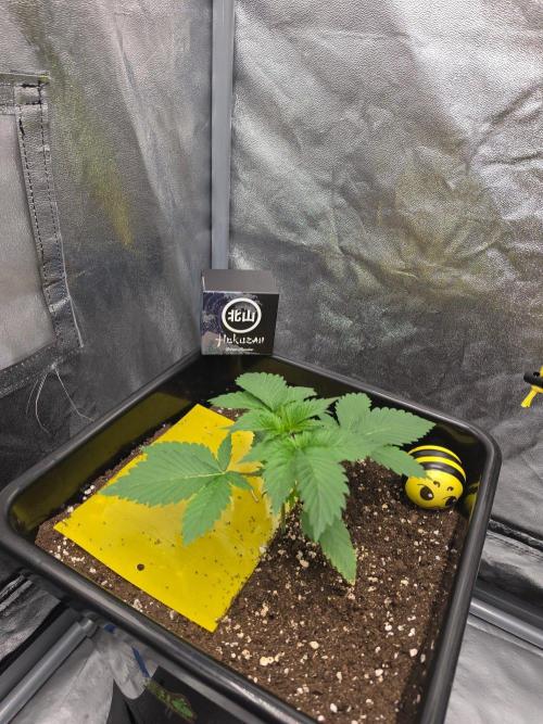 (EN) HOKUZAN WORLD BREEDERS BIOTABS. Week 2
