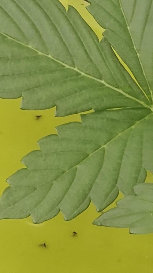 PURPLE LEMONADE AUTOSEEDS