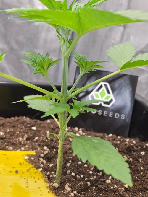PURPLE LEMONADE AUTOSEEDS. Week 2