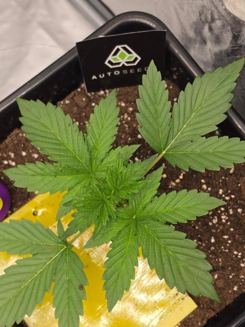 PURPLE LEMONADE AUTOSEEDS. Week 2