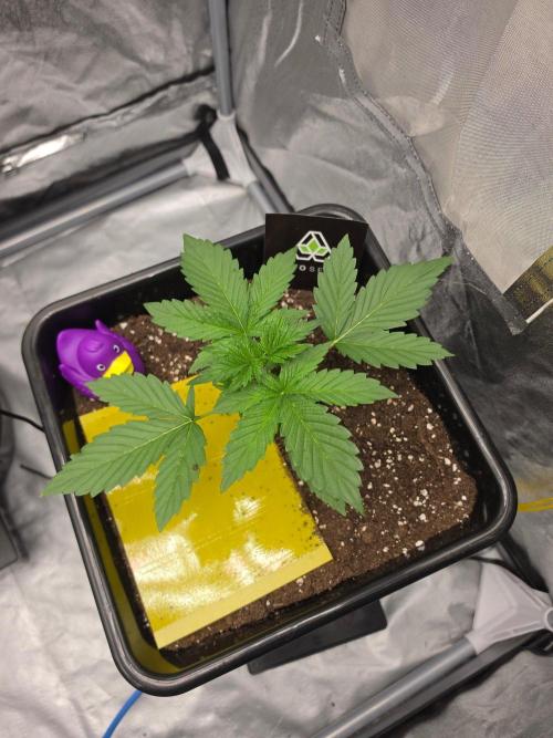 PURPLE LEMONADE AUTOSEEDS. Week 2