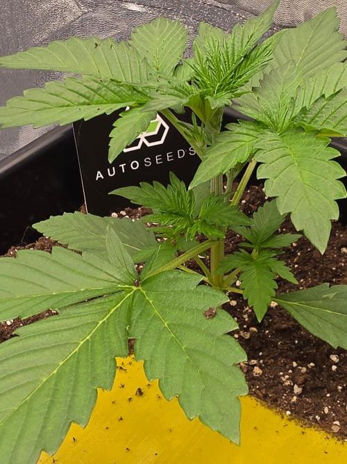 PURPLE LEMONADE AUTOSEEDS. Week 2
