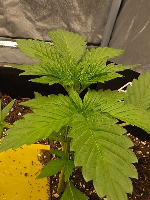 PURPLE LEMONADE AUTOSEEDS. Week 2