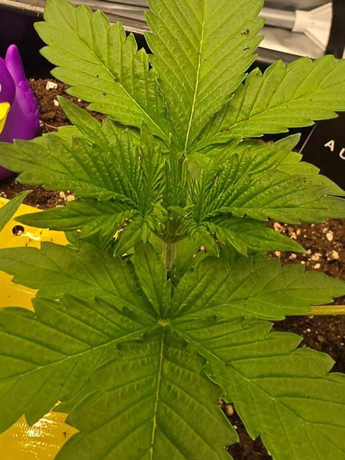 PURPLE LEMONADE AUTOSEEDS. Week 2