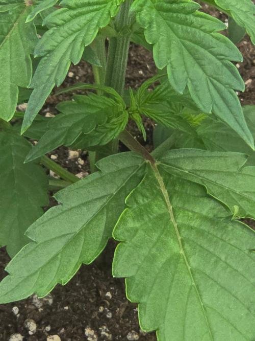 TRAINWRECK AUTO SEEDS. Week 2