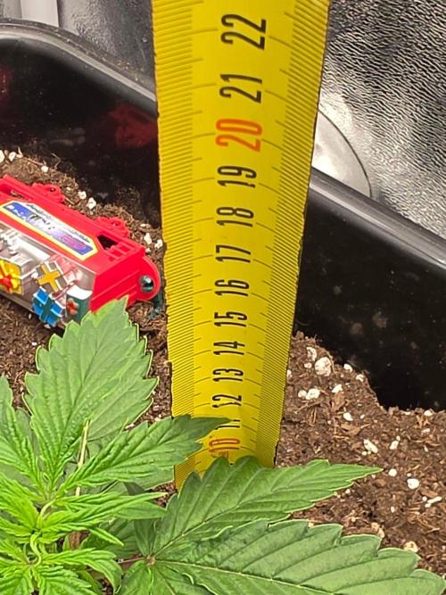 TRAINWRECK AUTO SEEDS. Week 2