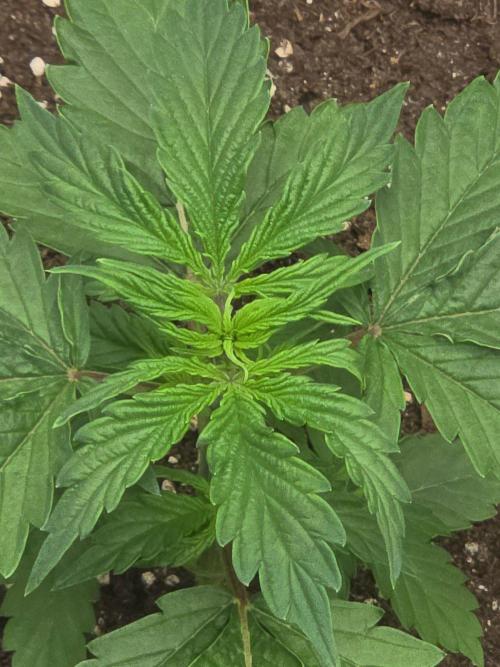 TRAINWRECK AUTO SEEDS. Week 2