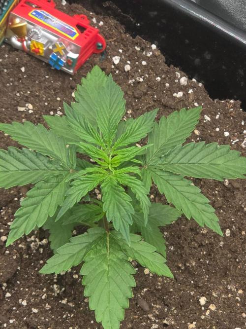 TRAINWRECK AUTO SEEDS. Week 2