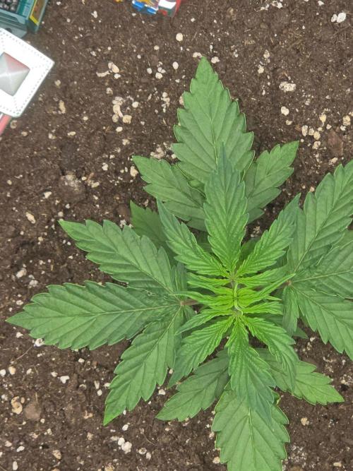 TRAINWRECK AUTO SEEDS. Week 2
