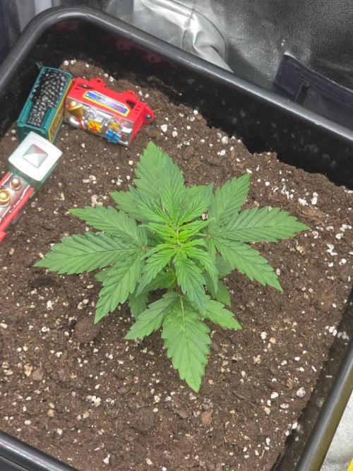 TRAINWRECK AUTO SEEDS. Week 2