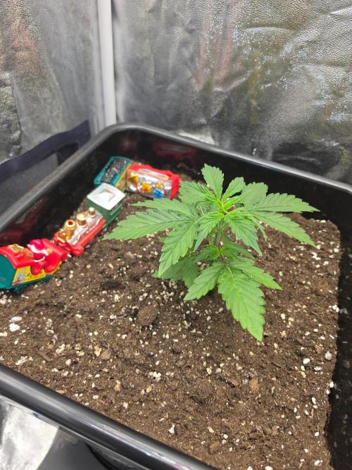 TRAINWRECK AUTO SEEDS. Week 2