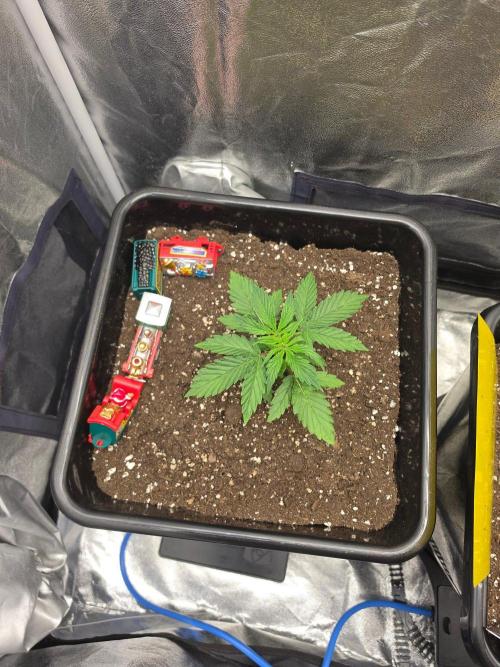 TRAINWRECK AUTO SEEDS. Week 2