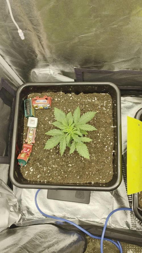 TRAINWRECK AUTO SEEDS