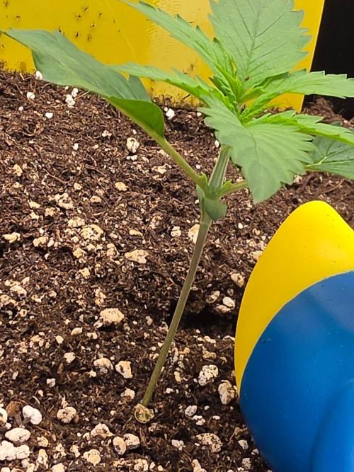 FAT BASTARD AUTO SEEDS  TRUMP. Week 2