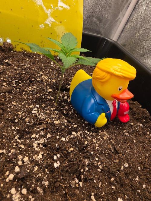 FAT BASTARD AUTO SEEDS  TRUMP. Week 2
