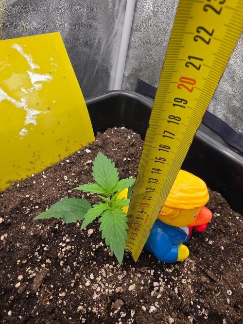 FAT BASTARD AUTO SEEDS  TRUMP. Week 2