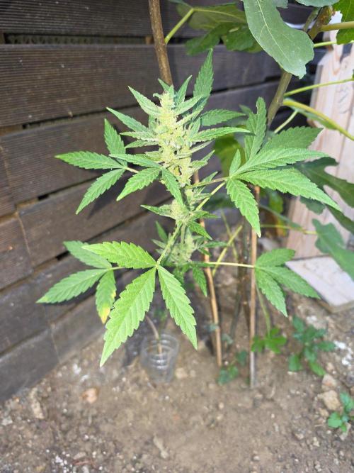 outdoor exp frostbanger 3 ème génération. Week 11