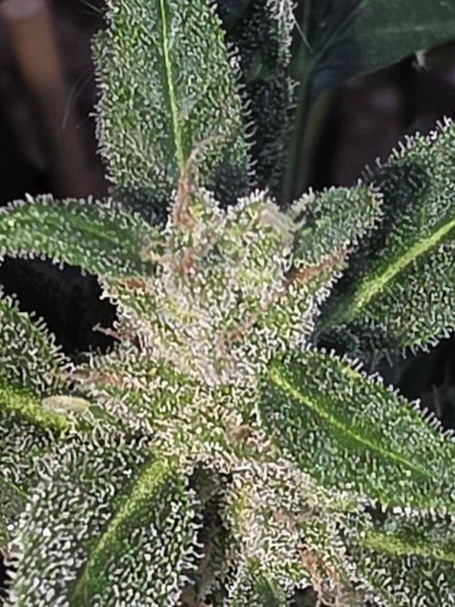 outdoor exp frostbanger 3 ème génération. Week 11