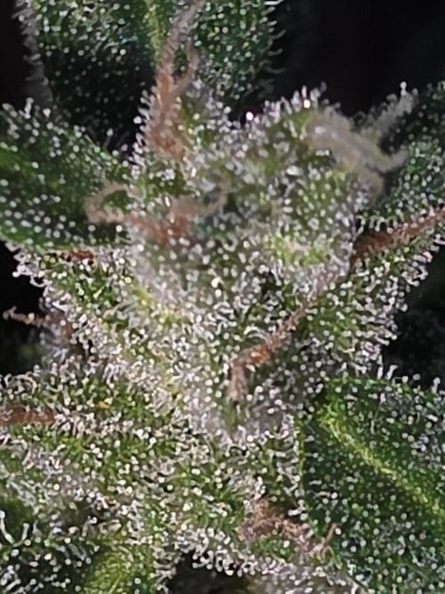 outdoor exp frostbanger 3 ème génération. Week 11